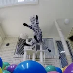 gato-piscina-de-bolinhas-1
