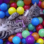 gato-piscina-de-bolinhas