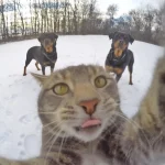 gato-selfie-1