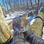 gato-selfie (10)