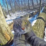 gato-selfie-10