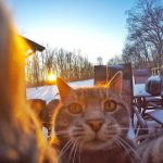 gato-selfie (11)