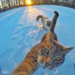 gato-selfie (12)