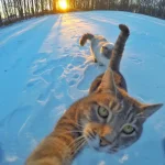 gato-selfie-12