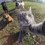 gato-selfie (13)