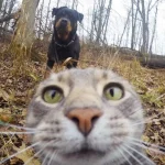 gato-selfie-14