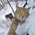 gato-selfie (15)