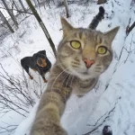 gato-selfie-15
