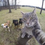 gato-selfie (2)