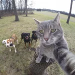 gato-selfie-2