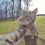gato-selfie (3)