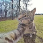 gato-selfie-3