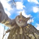 gato-selfie (4)