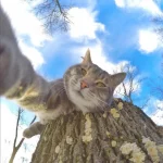 gato-selfie-4