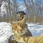 gato-selfie (5)
