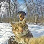 gato-selfie-5