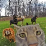 gato-selfie-6