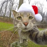 gato-selfie-7