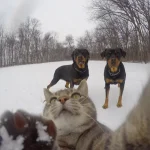 gato-selfie-8