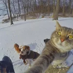 gato-selfie-9