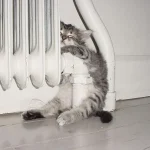 gatos-dormindo-1