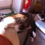 gatos-dormindo-10