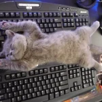 gatos-dormindo-12
