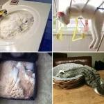 gatos-dormindo-13