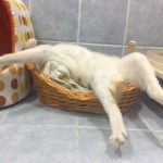 gatos-dormindo (16)