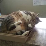 gatos-dormindo-17
