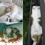 gatos-dormindo-18