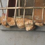 gatos-dormindo (2)