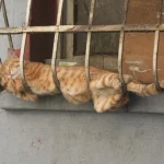 gatos-dormindo-2
