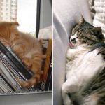gatos-dormindo (3)
