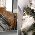 gatos-dormindo-3