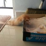 gatos-dormindo (4)