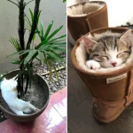 gatos-dormindo-5