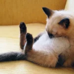 gatos-dormindo-6