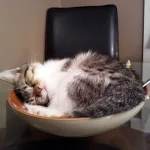 gatos-dormindo-7