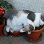 gatos-dormindo-8