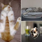 gatos-dormindo-9