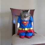 animais-cosplay-1