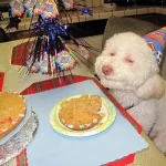 aniversario-de-animais-1