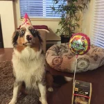 aniversario-de-animais-10