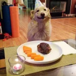 aniversario-de-animais-11