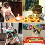 aniversario-de-animais-12