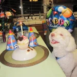 aniversario-de-animais-2