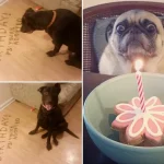 aniversario-de-animais-3