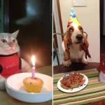 aniversario-de-animais-5