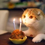 aniversario-de-animais-6